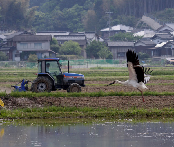 A Konotori stork taking off over a flooded rice paddy