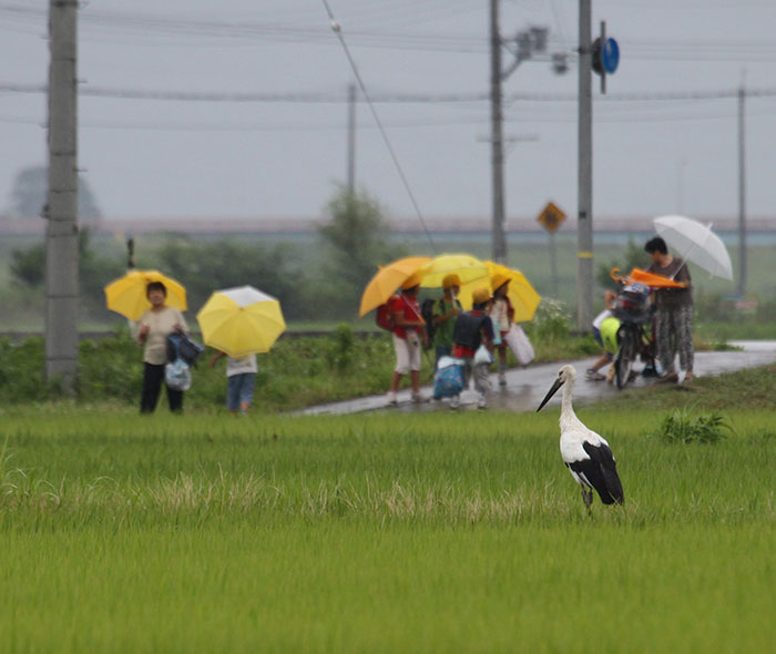 A Konotori stork in a rice paddie as some school children walk past