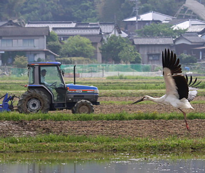 A Konotori stork about to take flight