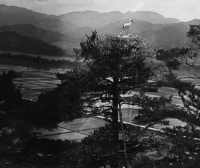 Old black and white photo Konotori stork nesting on top of a tree