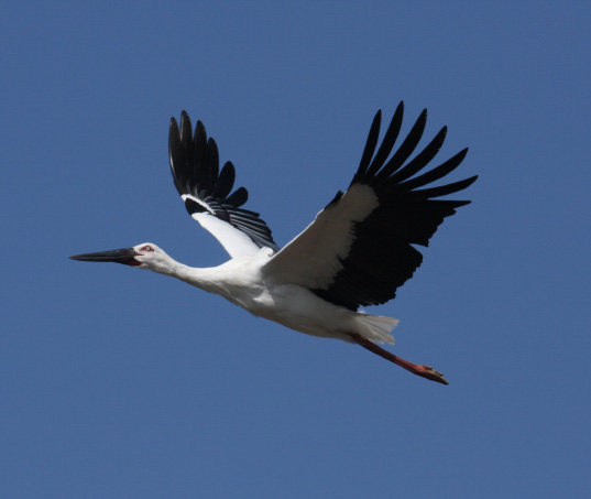 Konotori stork in flight