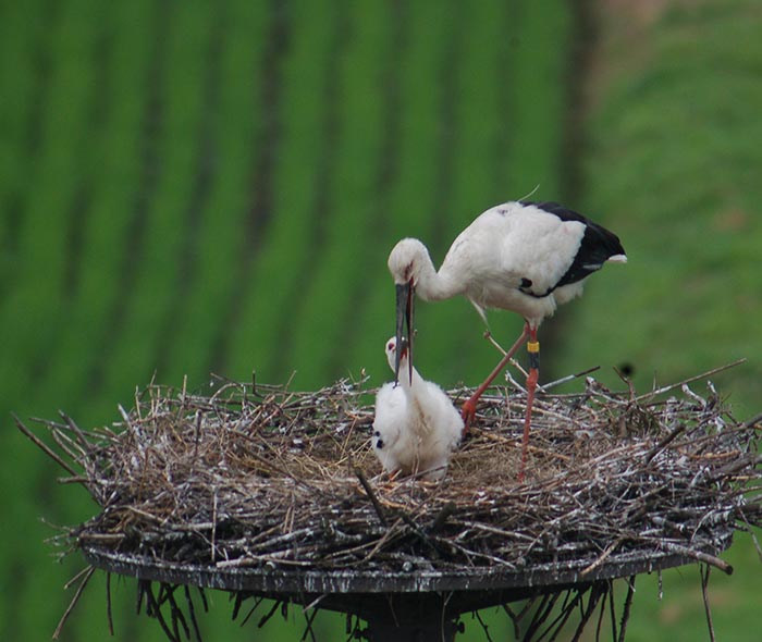 Konotori stork caring for its chick in a nest