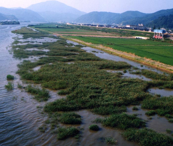 The Konotori's river biotope, the Maruyama river