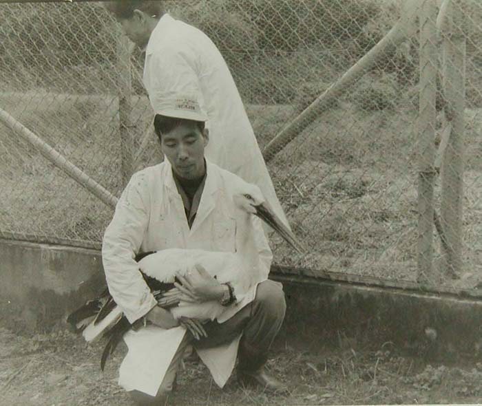 Konotori stork being held by a conservationist