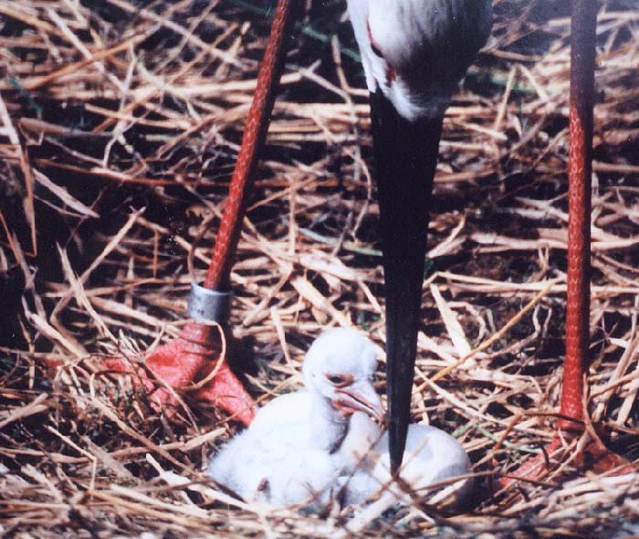 Konotori stork caring for its chick