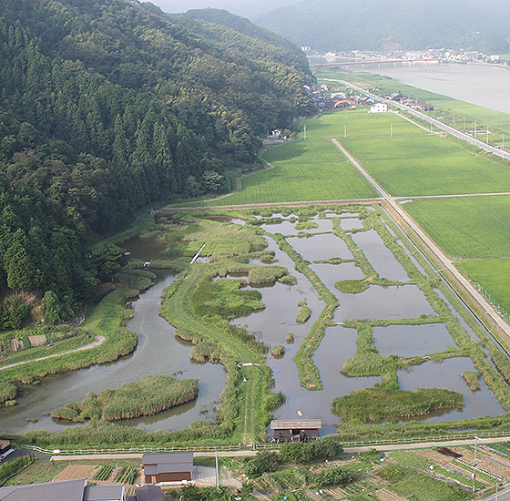 Hachigoro Toshima Wetland
