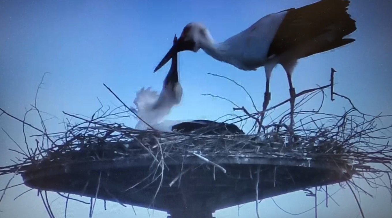 シーズン到来 コウノトリの繁殖 オスとメスの違い コウノトリと共に生きる豊岡