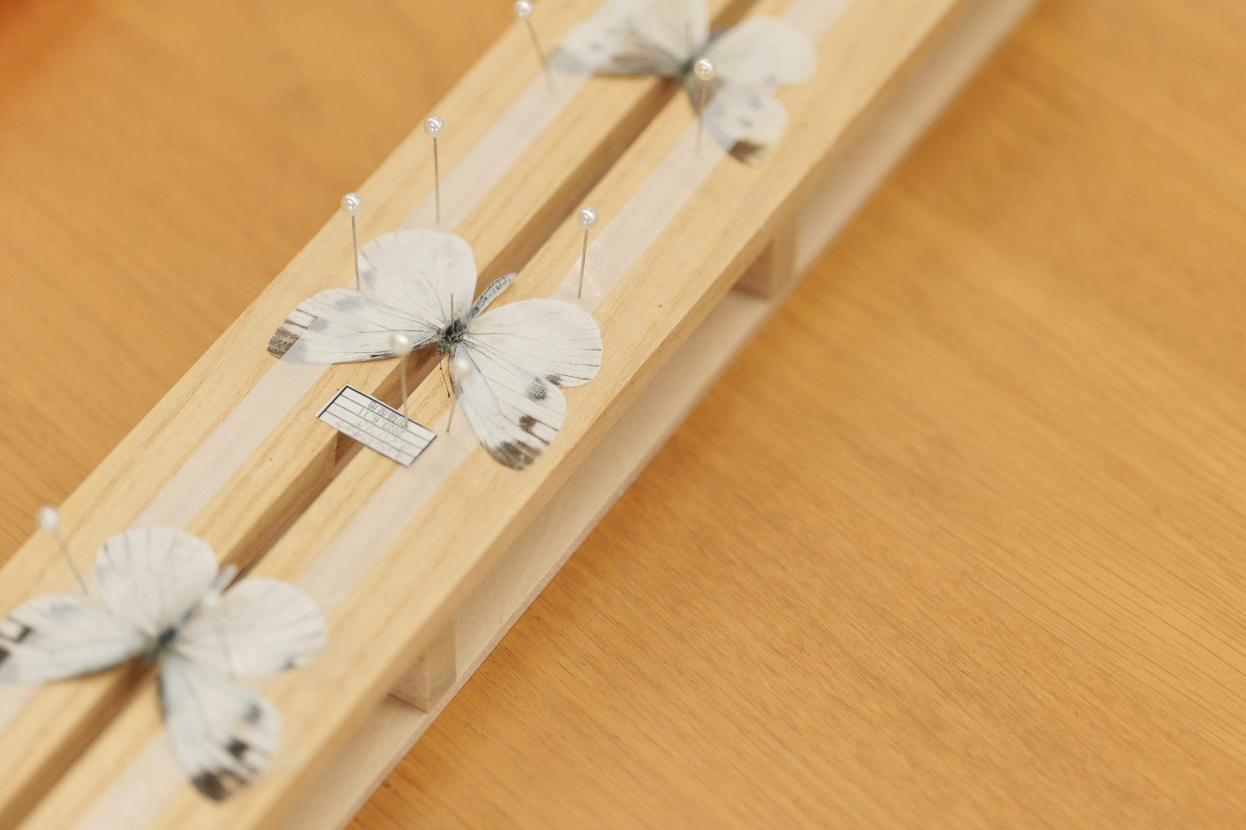 コウノトリKIDSクラブ第13期 ②生きものの採取と同定 - コウノトリ